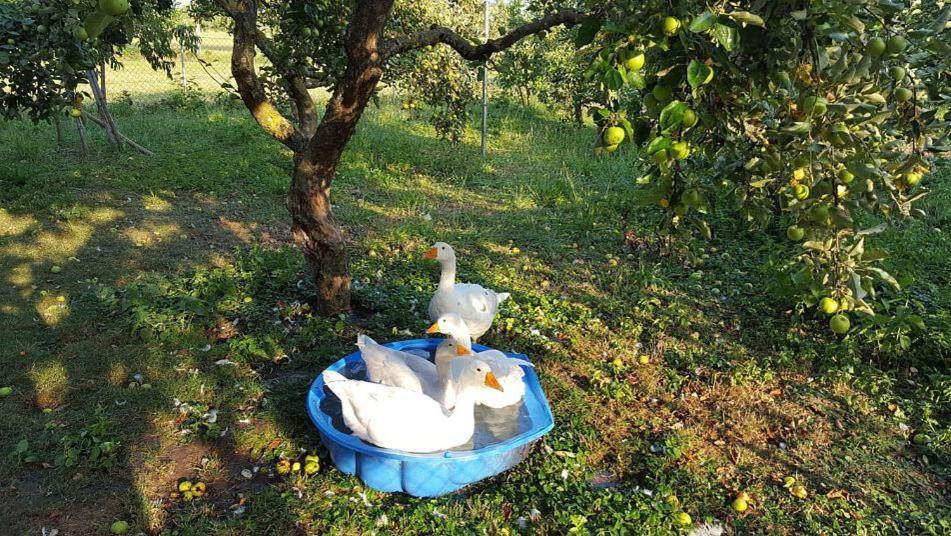 Bed And Breakfast - Die Aelplersuit Fuer Backpackers Im Berghuesli Linthal Екстер'єр фото